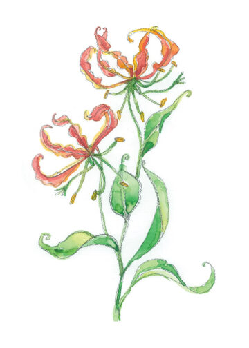 carte pliée 5 x 7 Gloriosa vierge